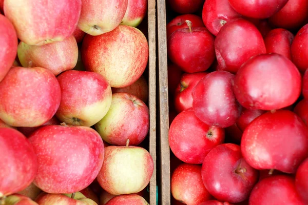 Twee kisten met verschillende appels — Stockfoto