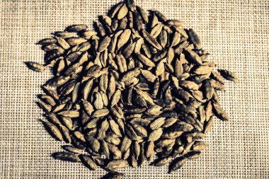 portre stüdyo çekim tohum