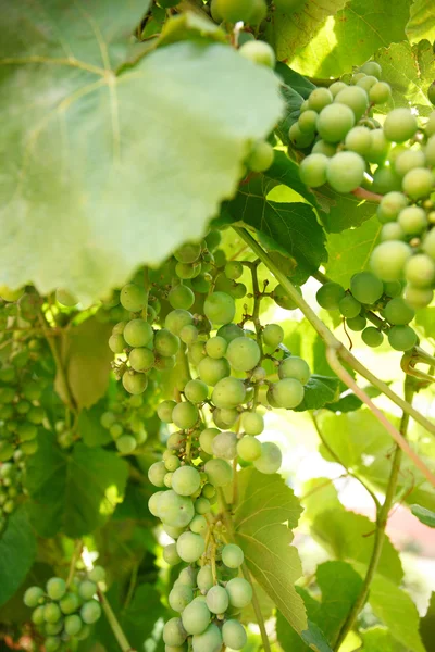 Green branch grapes — Stock Photo, Image