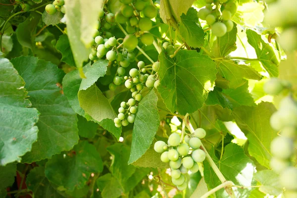 Green branch grapes — Stock Photo, Image