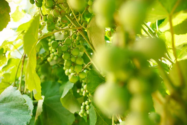 Green branch grapes — Stock Photo, Image