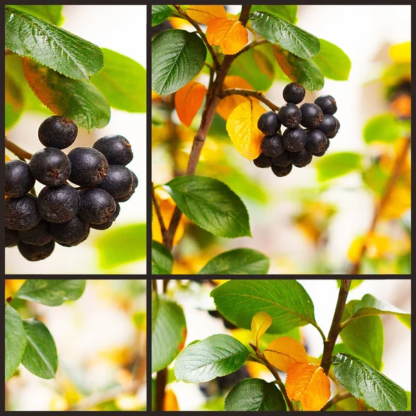 Chokeberry — Stock Photo, Image