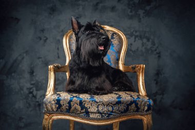 Neşeli İskoç teriyer köpeği lüks koltukta oturuyor.