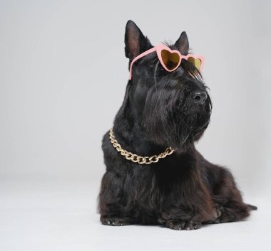 Güneş gözlüğü ve zinciri olan şık siyah İskoç teriyer köpeği.