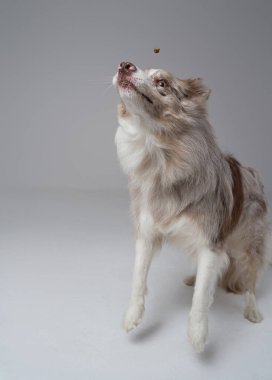 Neşeli İskoç çoban ve köpek maması Gri arka planda