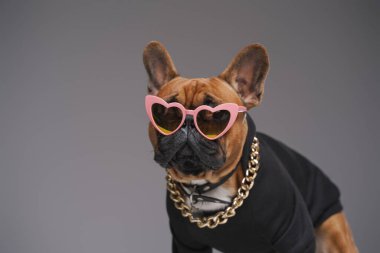 Siyah kazaklı, kalp şeklinde güneş gözlüklü, şık bir bulldog.