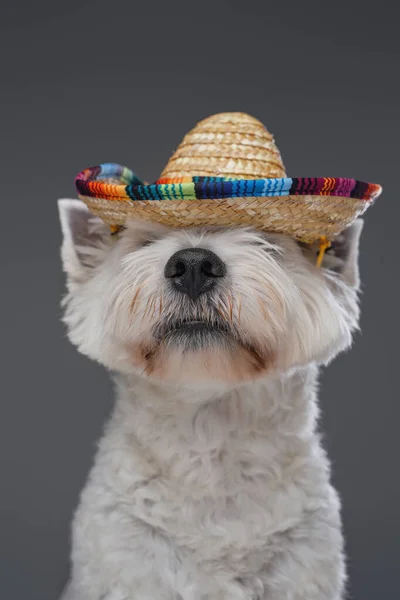 Anjing terrier berbulu manis dengan topi jerami di kepalanya — Stok Foto
