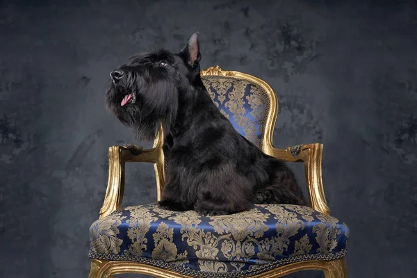 Uroczy szkocki pies terrier siedzi na luksusowym fotelu — Zdjęcie stockowe