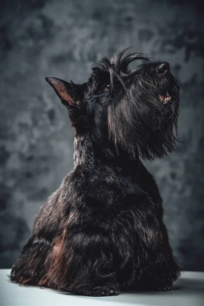 Pedigreed black scotch terrier doggy against dark background — Stock Photo, Image