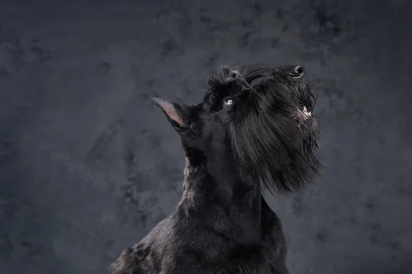 Puszysty pies zwierzę szkocki teriera rasa na ciemnym tle — Zdjęcie stockowe