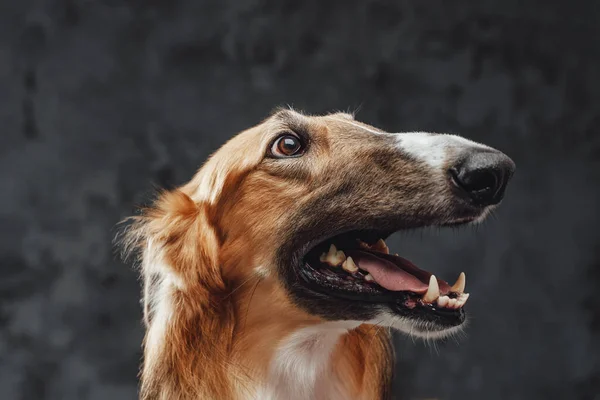 Cheerful persian greyhound panting against dark studio background — Stock Photo, Image