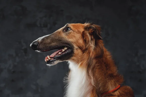 Персидская борзая собака с пушистым мехом на тёмном фоне — стоковое фото