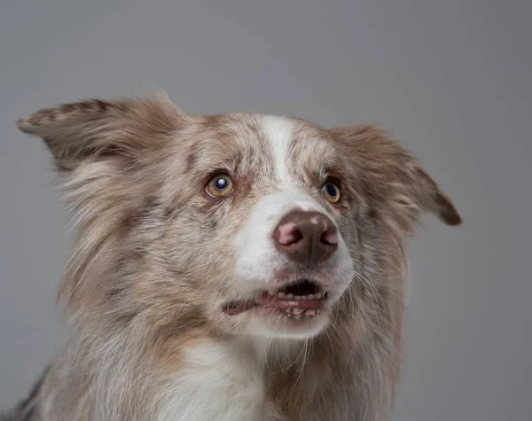 Béžová ohraničení kolie pes s nadýchanou srstí proti šedému pozadí — Stock fotografie