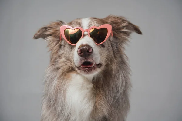 Retrato del elegante pastor escocés con gafas de sol rosas —  Fotos de Stock