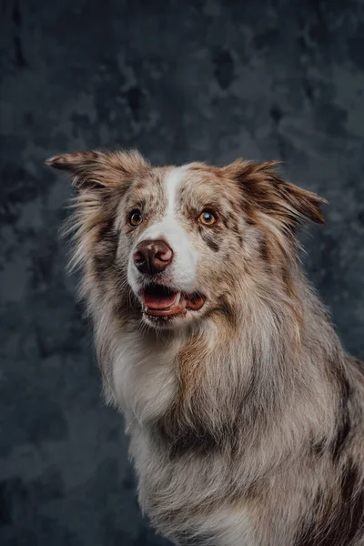 Perro pastor de raza pura de Inglaterra con piel esponjosa sobre fondo oscuro — Foto de Stock