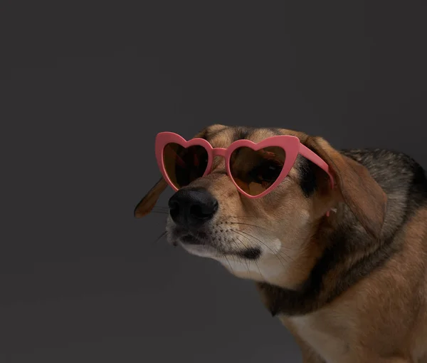 Anjing berbulu coklat fashion dengan kacamata hitam berbentuk hati — Stok Foto