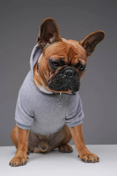Shot of fashion bulldog dressed in gray canine clothing — Stock Photo, Image