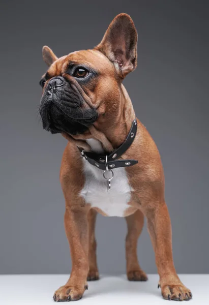 Singel renrasiga bulldogg med brun päls mot grå bakgrund — Stockfoto