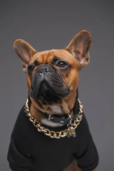 Bruine franse bulldog met gouden ketting in zwarte trui — Stockfoto