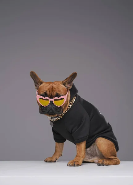 Anjing bulldog bergaya dengan sweater hitam dengan kacamata hitam berbentuk hati — Stok Foto