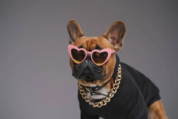 Stylish bulldog in black sweater with heart shaped sunglasses — Stock Photo, Image