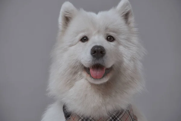 Cão ofegante russo com pêlo branco e lenço — Fotografia de Stock