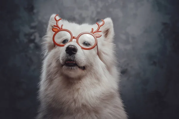 Rosyjski samoyed pies z czystego białego futra i okularów — Zdjęcie stockowe