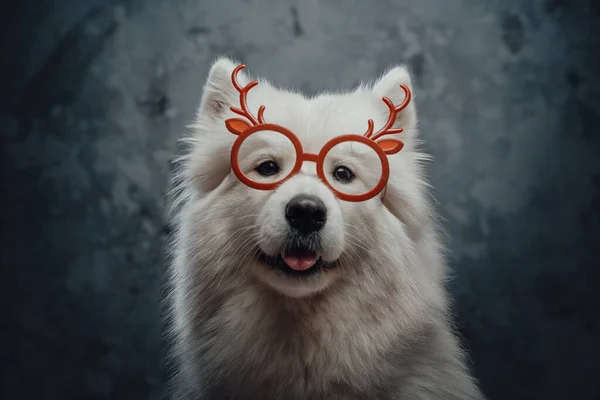 Російський самозакоханий пес з чистим білим хутром і оком. — стокове фото