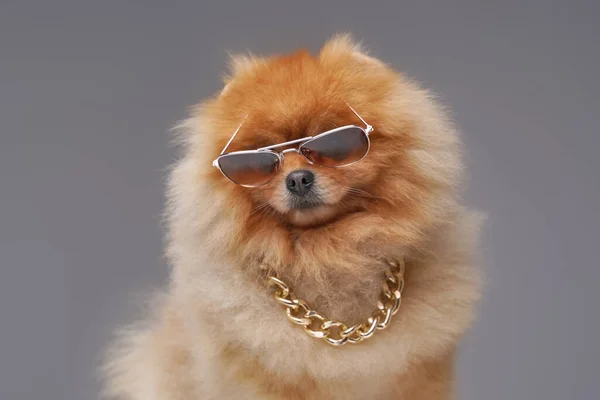 Peach perro spitz pomeranian con cadena y gafas de sol — Foto de Stock