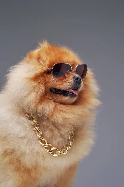 Пушистая померанская собака в золотой цепи и солнечных очках — стоковое фото