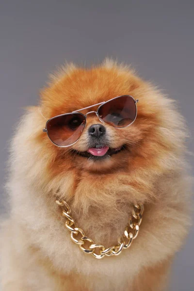 Tiny spitz dog with golden chain and cool sunglasses — Stock Photo, Image