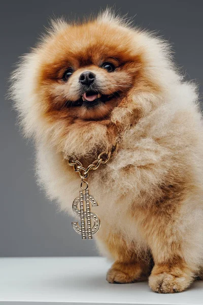 Perzik pluizige pomeranian hond met gouden dollar ketting — Stockfoto