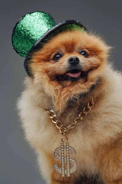 Adorable perro spitz con sombrero de copa verde y cadena dorada — Foto de Stock