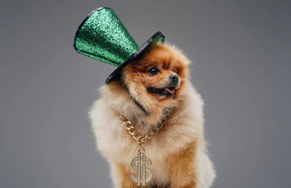 Cão spitz adorável com chapéu superior verde e corrente dourada — Fotografia de Stock