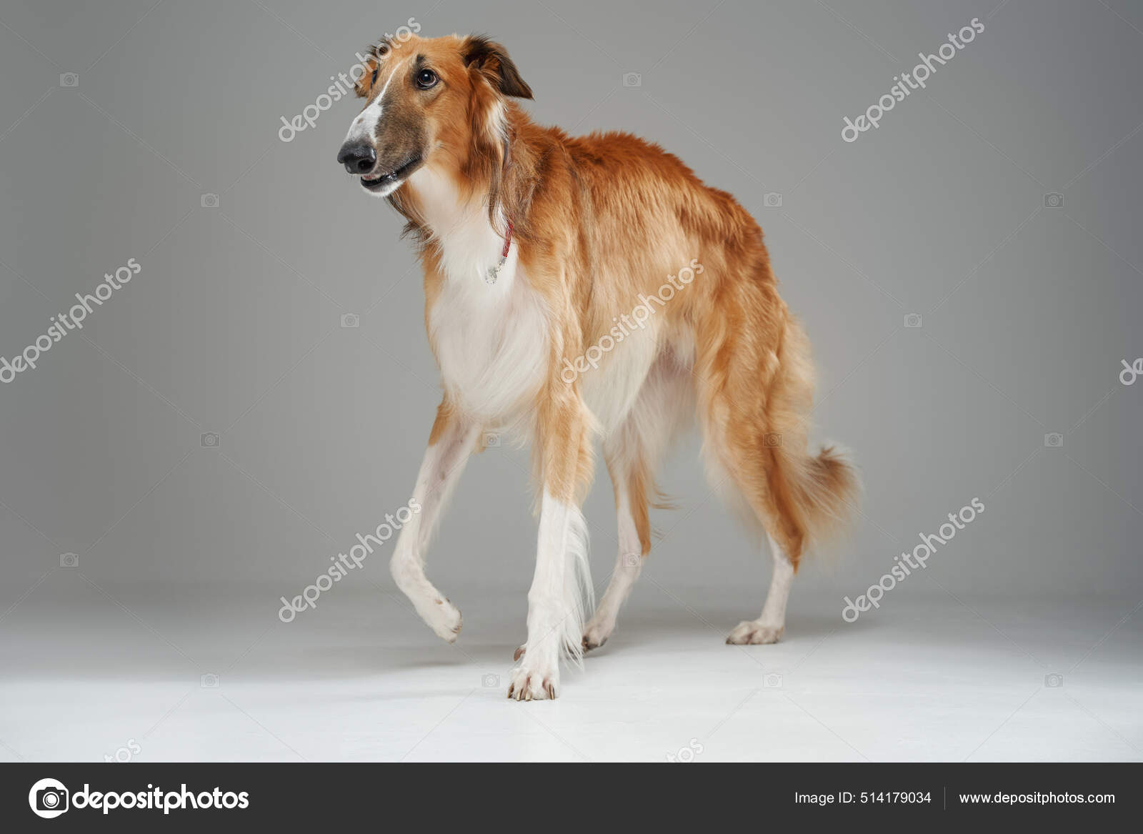 Chien saluki généalogique avec fourrure duveteuse marchant sur