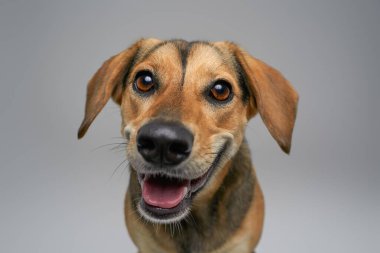 Açık gri arka planda gülümseyen neşeli köpek.