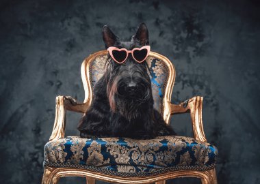 Altın koltukta oturan şık siyah köpek.