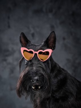 Kalp şeklinde güneş gözlüklü siyah köpek hayvan.