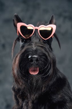 Koyu arka planda güneş gözlüklü soluyan moda köpeği.