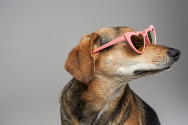 Pembe kalp şeklinde gözlüklü şık kahverengi köpek.
