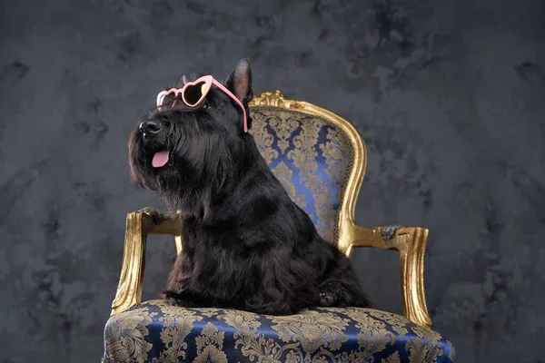 Stylish black scottish terrier with heart shaped sunglasses — Stock Photo, Image