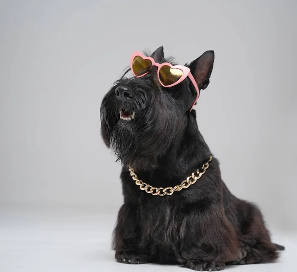 Stylish black scotch terrier dog with sunglasses and chain — Stock Photo, Image