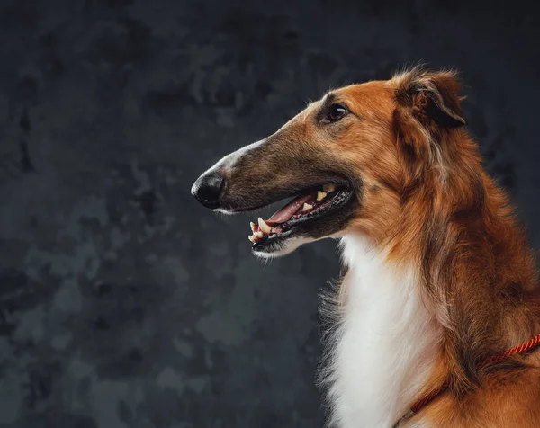 Glada persiska greyhound flämtande mot mörk studio bakgrund — Stockfoto