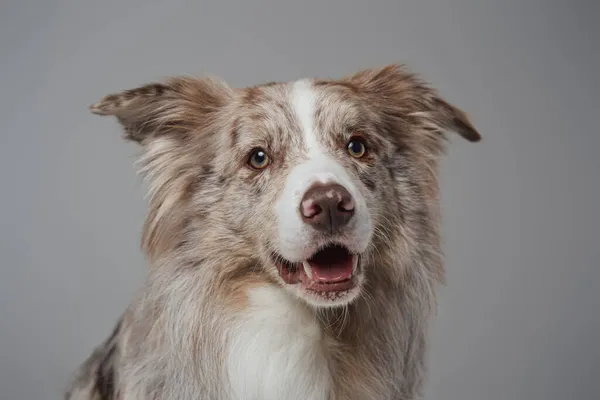 Béžová ohraničení kolie pes s nadýchanou srstí proti šedému pozadí — Stock fotografie