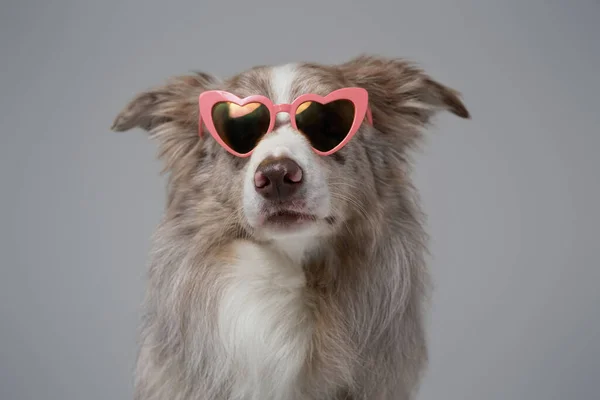 Porträt eines stilvollen schottischen Schäfers mit rosa Sonnenbrille — Stockfoto