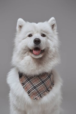 Tüylü beyaz kürklü ve atkılı Samoyed köpeği