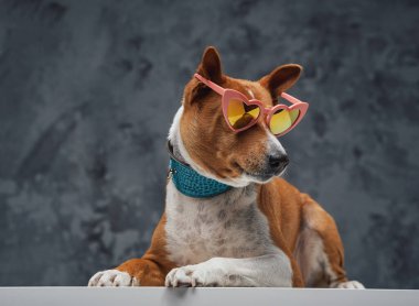 Siyah arka planda güneş gözlüklü moda köpeği.