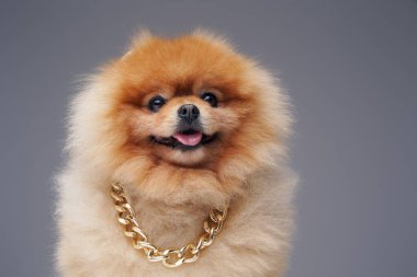 Altın zincirli, tüylü tüylü, safkan bir Pomeranya köpeği.
