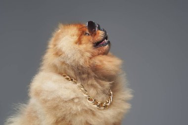 Zincirli ve güneş gözlüklü Şeftali Pomeranya köpekleri
