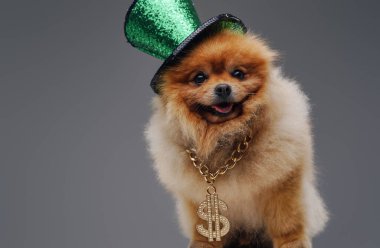 Zincirli, yeşil şapkalı, tükürük salyangoz köpeği.